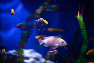 Enfermedades peces tropicales: síntomas y cura