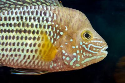 Peces compatibles acuario comunitario