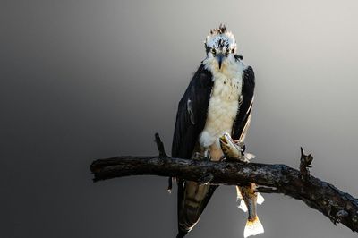 Parámetros agua acuario: pH, GH y KH