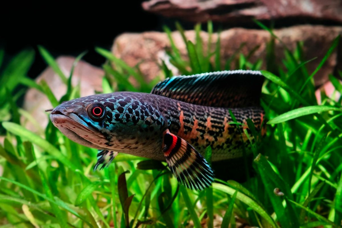 Calentadores acuario: guía de compra