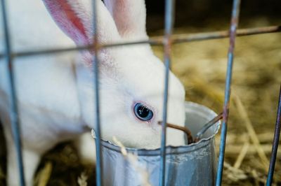 Cómo limpiar jaula conejo: guía paso a paso