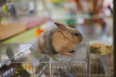 Cómo bañar un conejo (la respuesta corta es no)