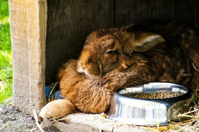 Cepillo para conejos: 3 comparados
