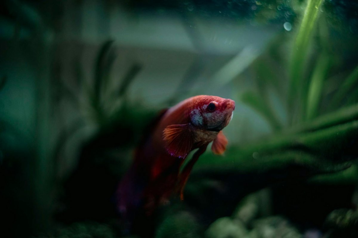 Qué peces no juntar: 10 combinaciones a evitar