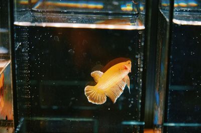 Mejor acuario para betta: 3 kits comparados