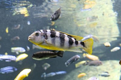 Corydoras cuidados: sustrato y alimentación