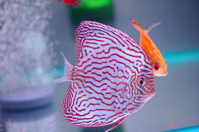 Cómo elegir el tamaño del acuario por especies
