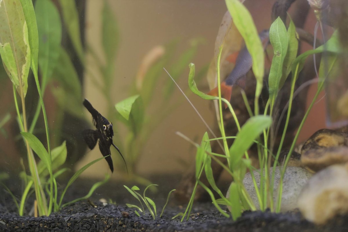 Pez escalar cuidados: agua, acuario y dieta