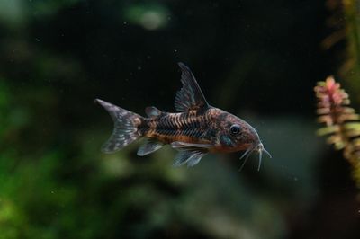 Reproducción peces acuario: guía práctica