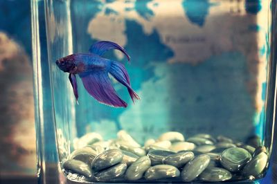 Plantas de acuario sin sustrato: cuáles poner