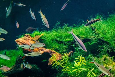 Tetra neón cuidados: acuario y alimentación