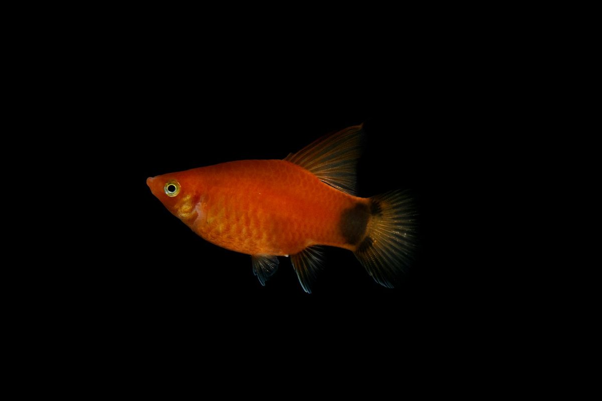 Platy cuidados: acuario, agua y reproducción