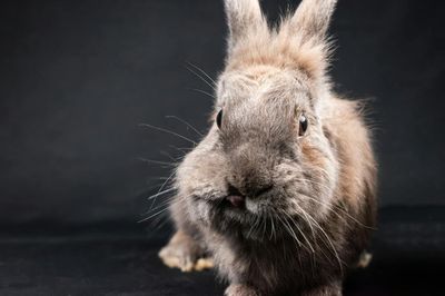 Cepillado conejo: cuánto y con qué cepillo