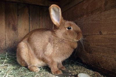 Jaula para conejo: cómo elegir tamaño y tipo