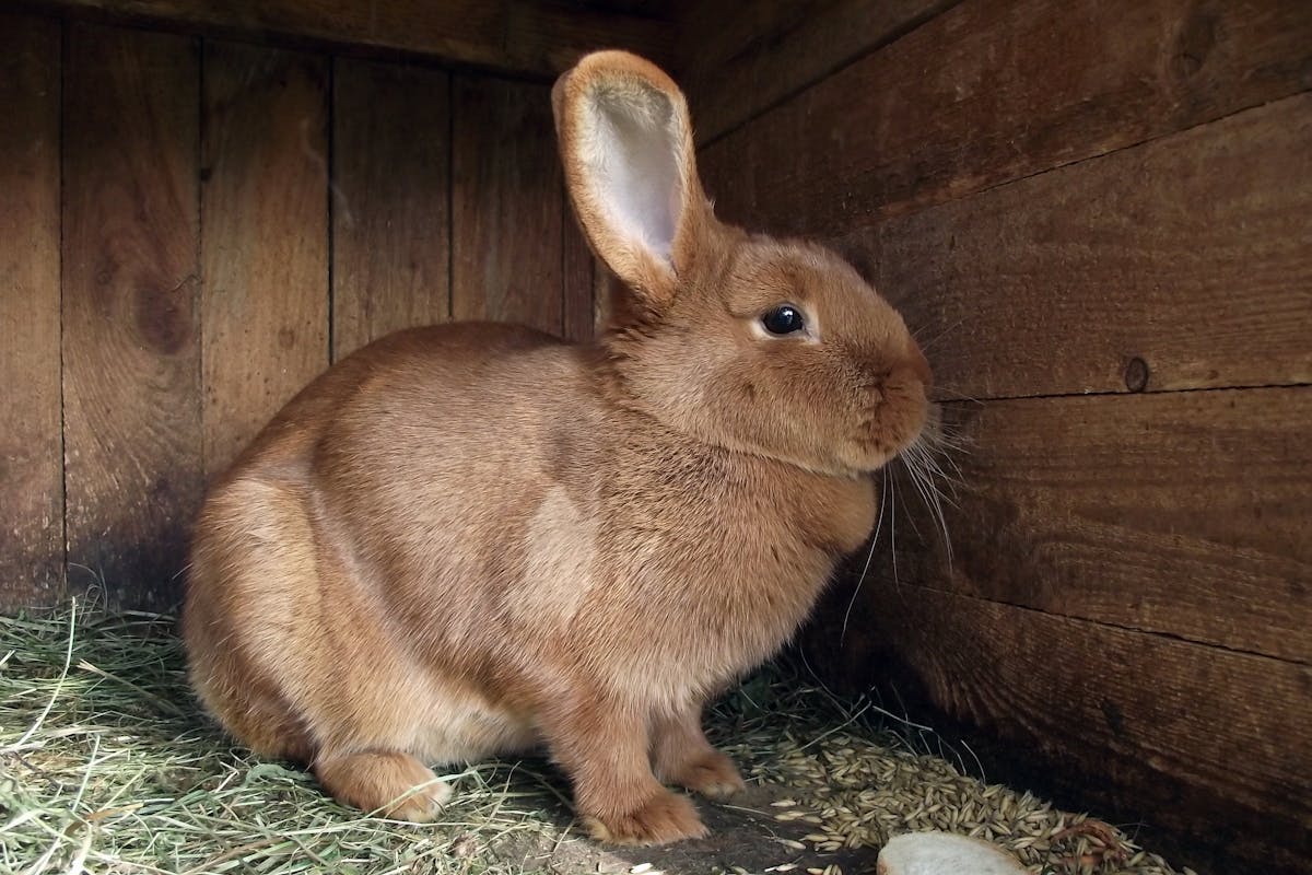 Jaula para conejo: cómo elegir tamaño y tipo