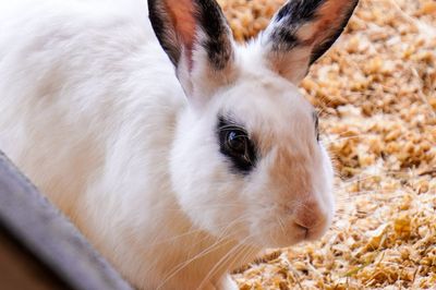 Cuánto vive un conejo doméstico (8-12 años)