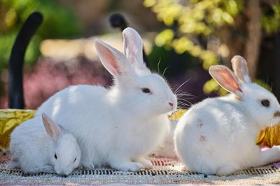 Cómo saber si tu conejo está enfermo: 8 señales